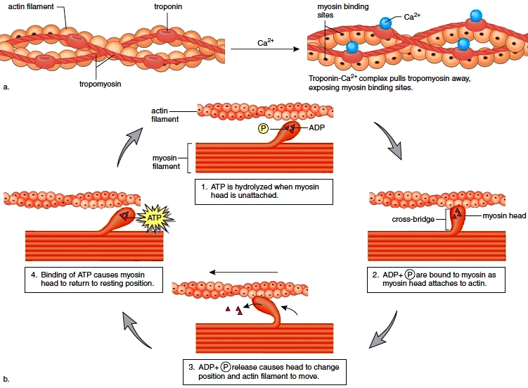 Calcium Ion In Muscle Contraction calcium-ion-in-muscle-contraction
